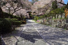 徳音寺2018