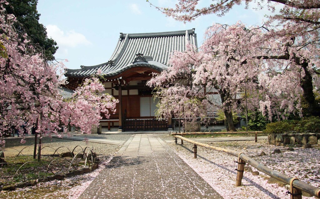 春がいっぱい(上品蓮台寺)