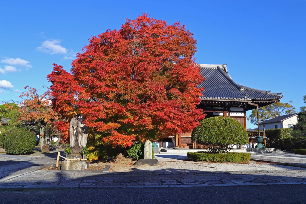 秋の散歩道(阿弥陀寺-2)