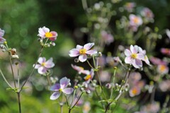 秋明菊