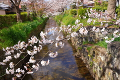 春がいっぱい(下鴨 白川疎水道-2)