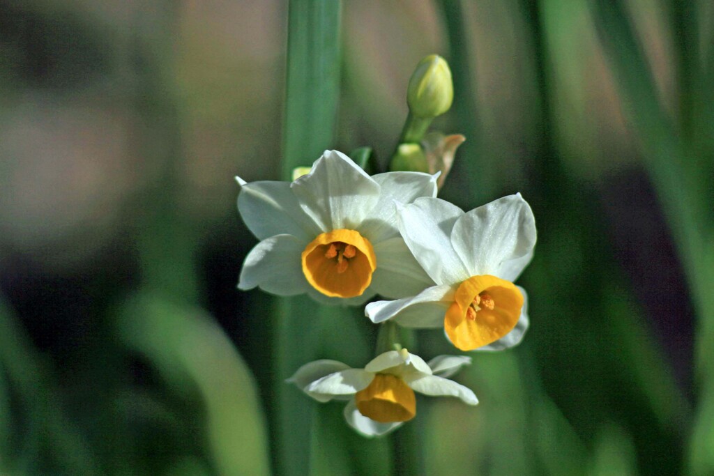 すいせん(梅宮2013)