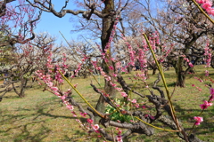 梅の香に誘われて-3