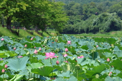 蓮畑(平の沢池)