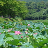 蓮畑(平の沢池)