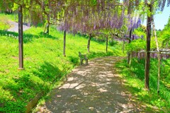 藤の小道(風早の里)