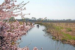 春がいっぱい(近江八幡水郷2009)