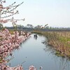 春がいっぱい(近江八幡水郷2009)
