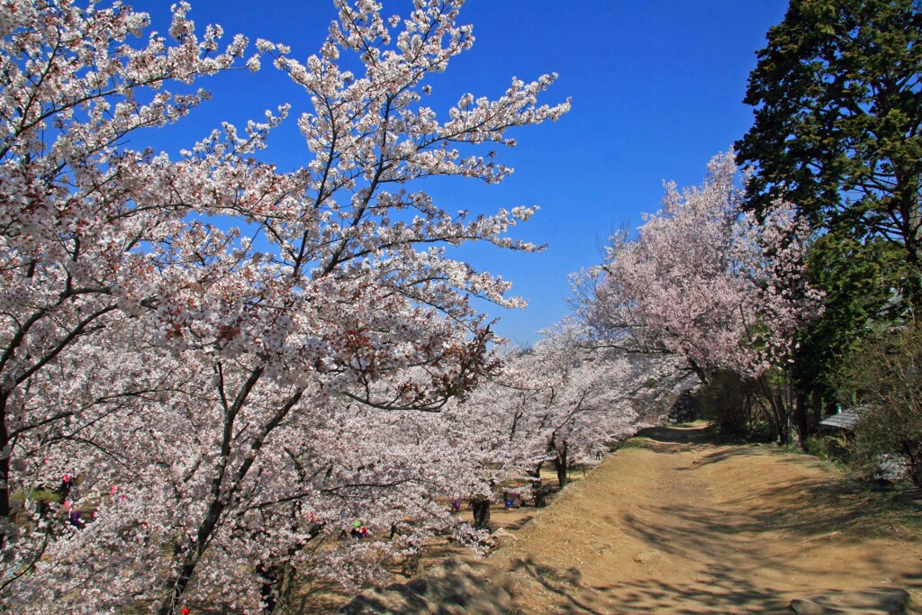 小諸懐古園2014