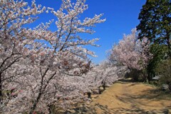 小諸懐古園2014