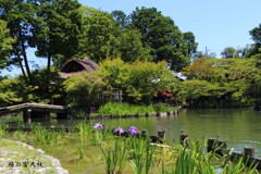 花菖蒲(梅宮)