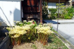 紅一点(極楽寺2019)