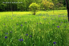 湿原と杜若
