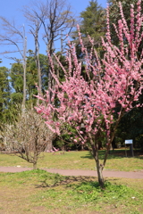 紅梅(京都府立植物園)