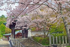 春がいっぱい(北山別院2018)