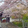春がいっぱい(北山別院2018)