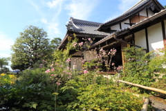 秋明菊(上品蓮台寺)