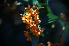 植物園(キンモクセイ)