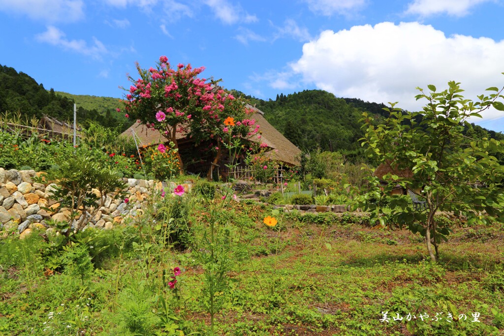 夏の花(美山)