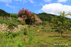 夏の花(美山)