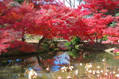 紅葉散歩(植物園)