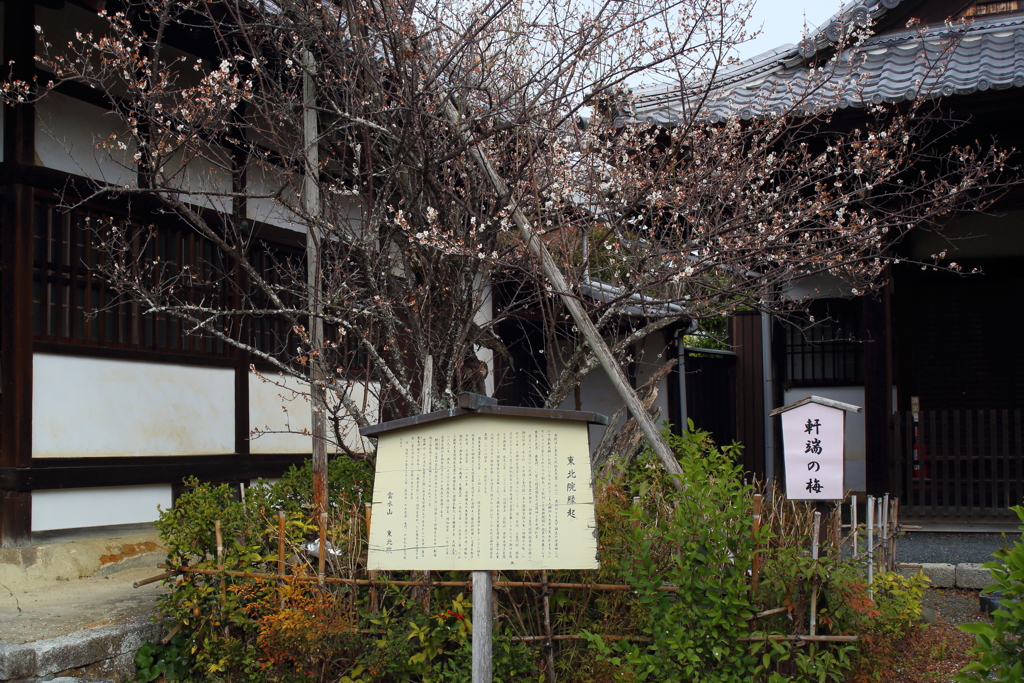 軒端の梅 by gonta.n (ID:13391945) - 写真共有サイト:PHOTOHITO
