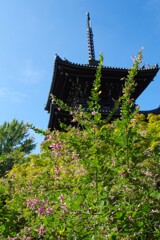 萩と塔(真如堂2019)