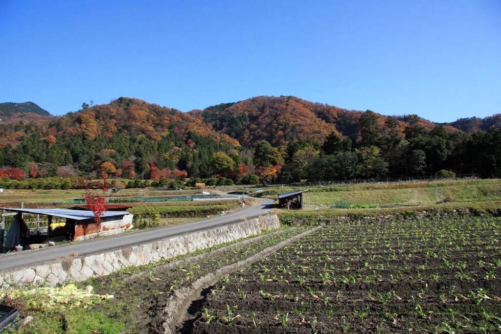 秋の散歩道(修学院離宮前)