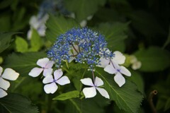 額紫陽花