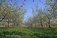 五月晴れのリンゴ園