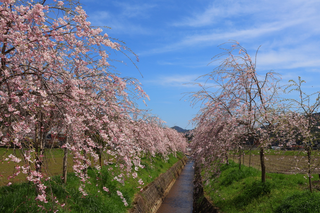 春の小川