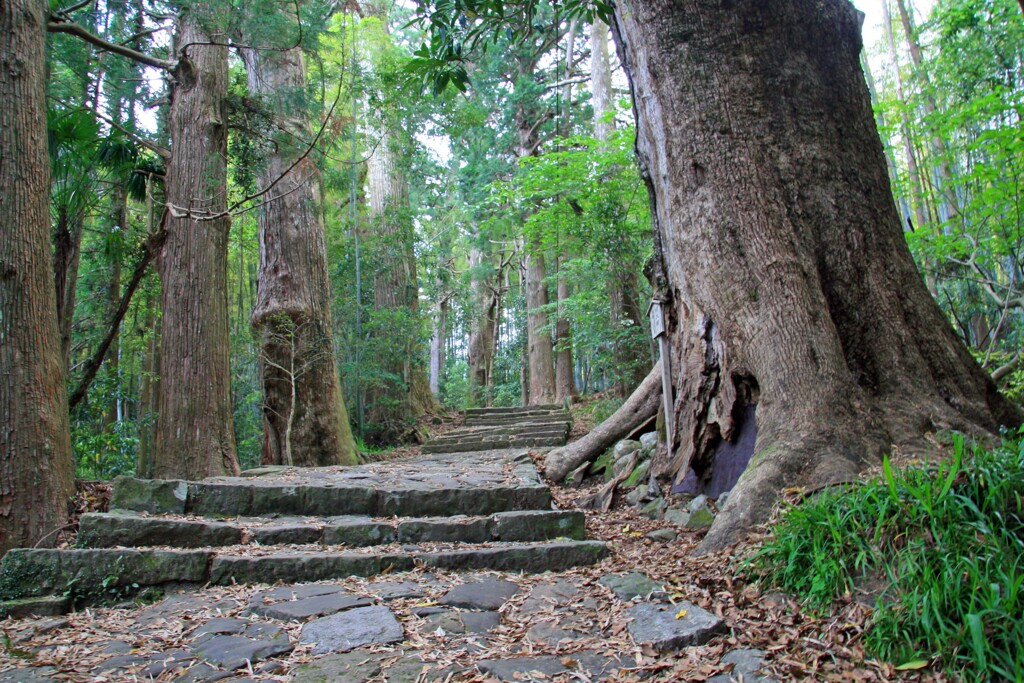 熊野古道(那智2011)