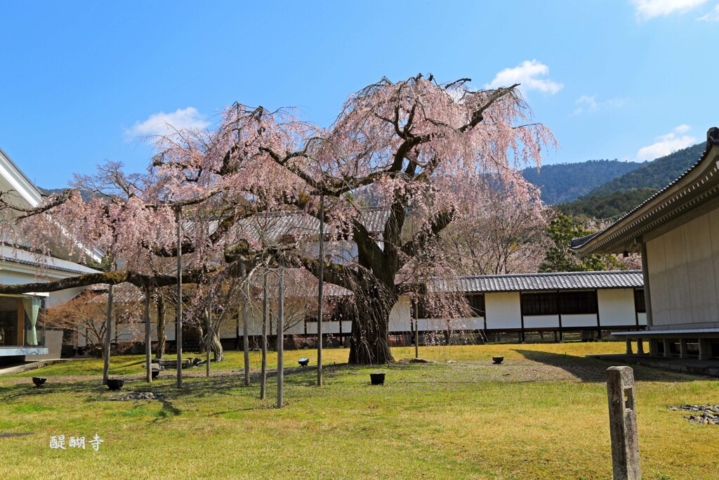 春がいっぱい(醍醐寺3)