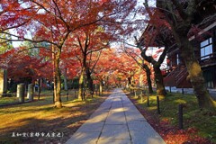 秋の散歩道(真如堂-2)