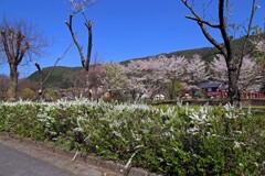 宮ノ越2018
