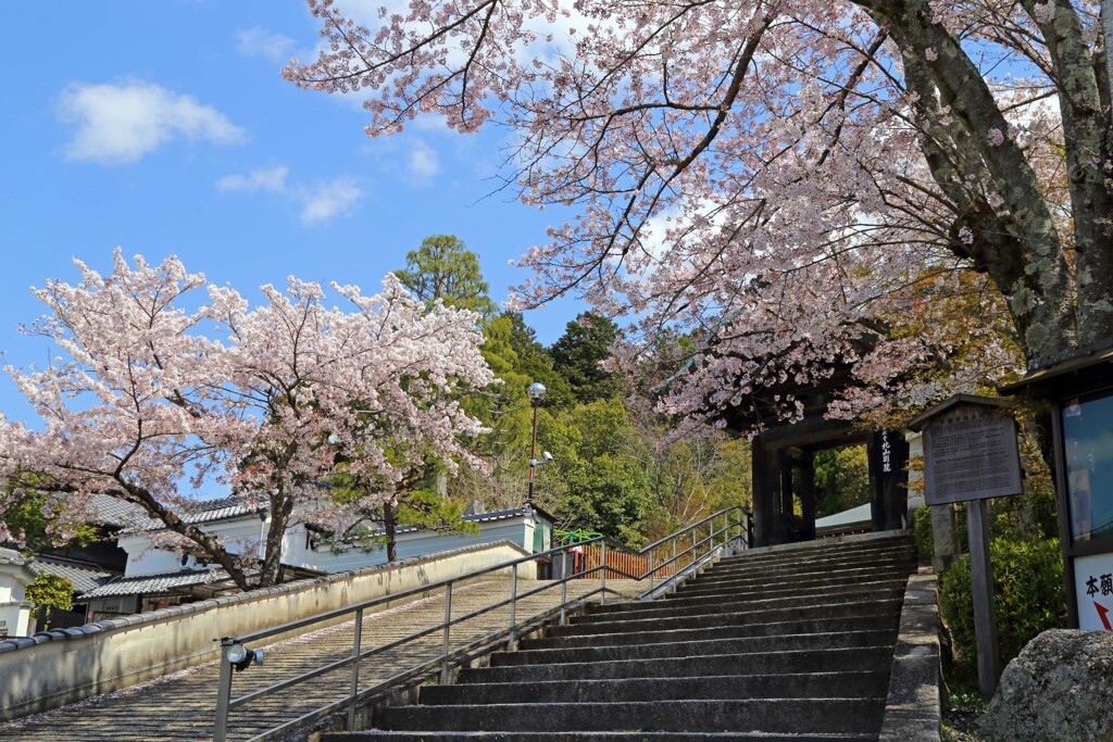 春がいっぱい(北山別院)