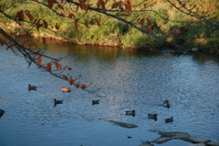 スポットライト(高野川2010)