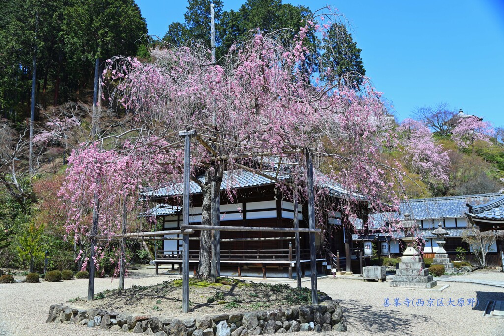 春がいっぱい(善峯寺)