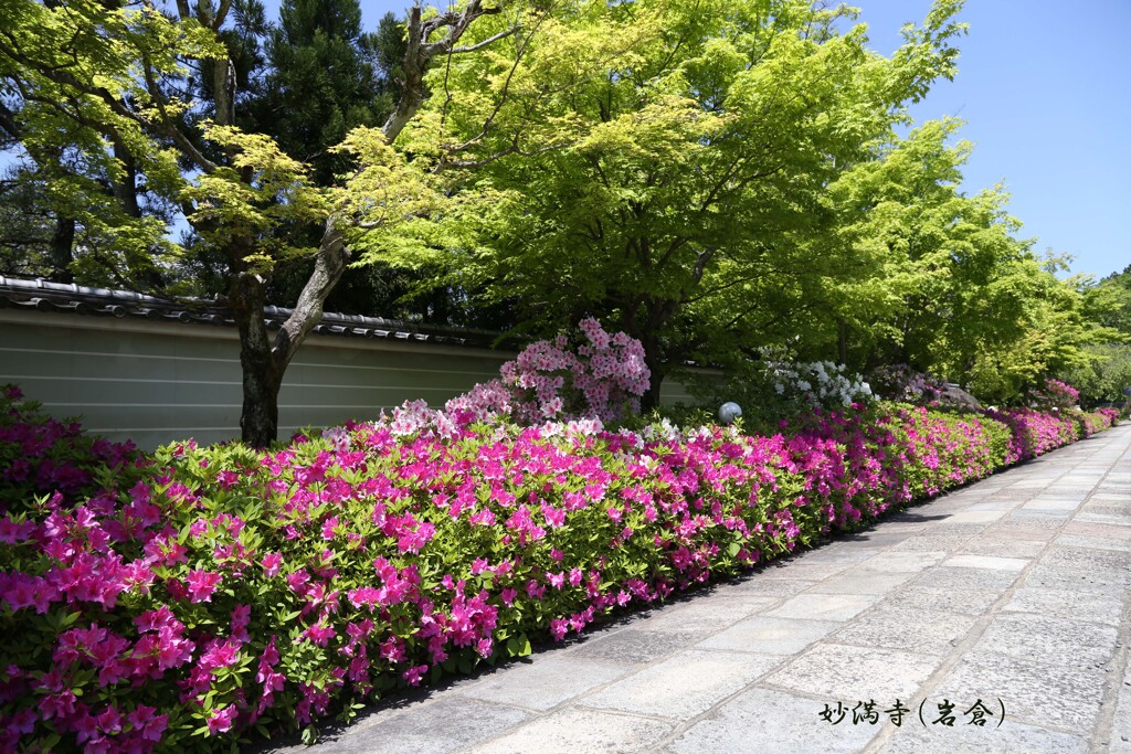 つつじ(妙満寺)