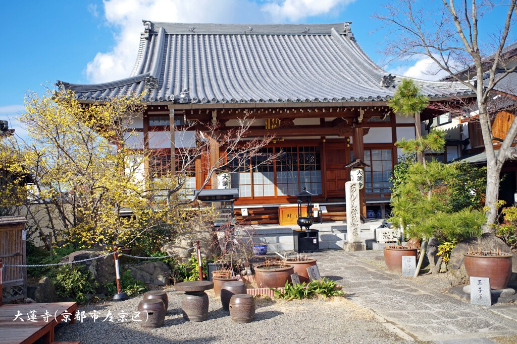 蝋梅(大蓮寺)