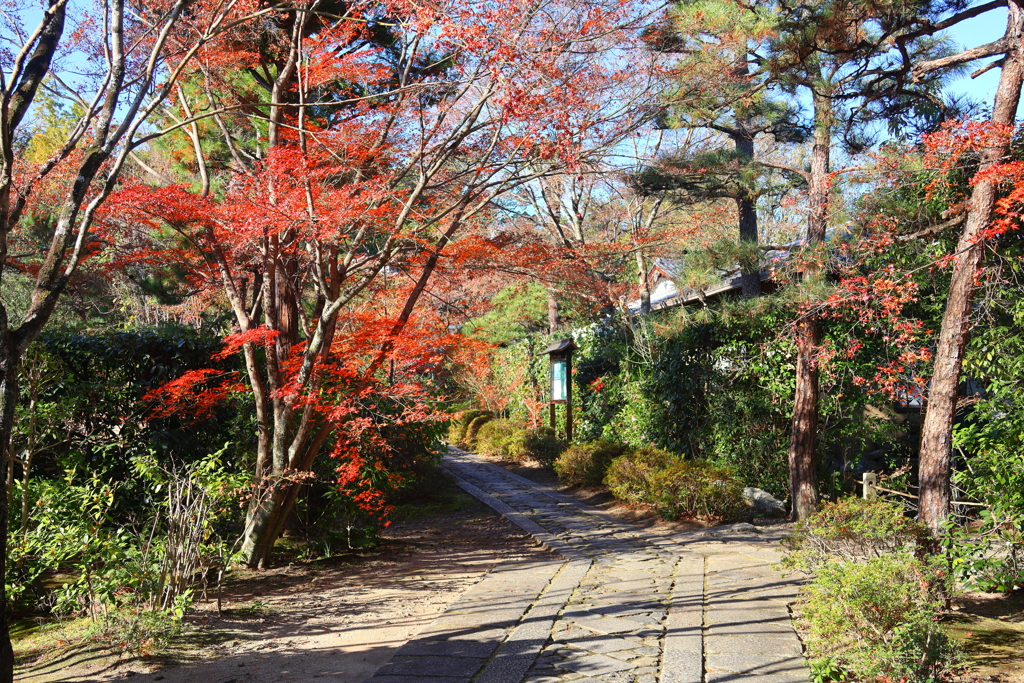 晩秋(大徳寺正受院-2)