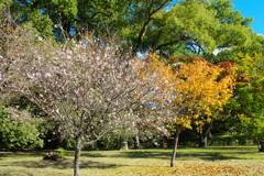 もみじとさくら(京都御苑)