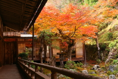 紅葉(常照皇寺)