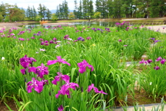 花菖蒲(毛越寺2)