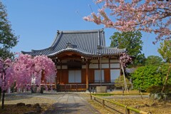 春がいっぱい(上品蓮台寺2018)