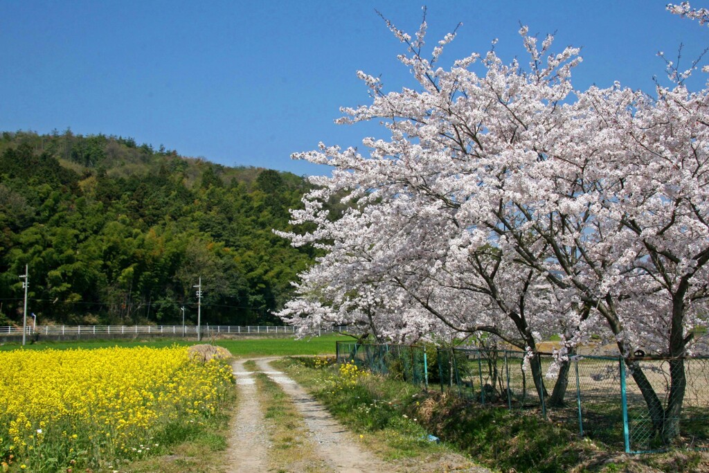 春の風景