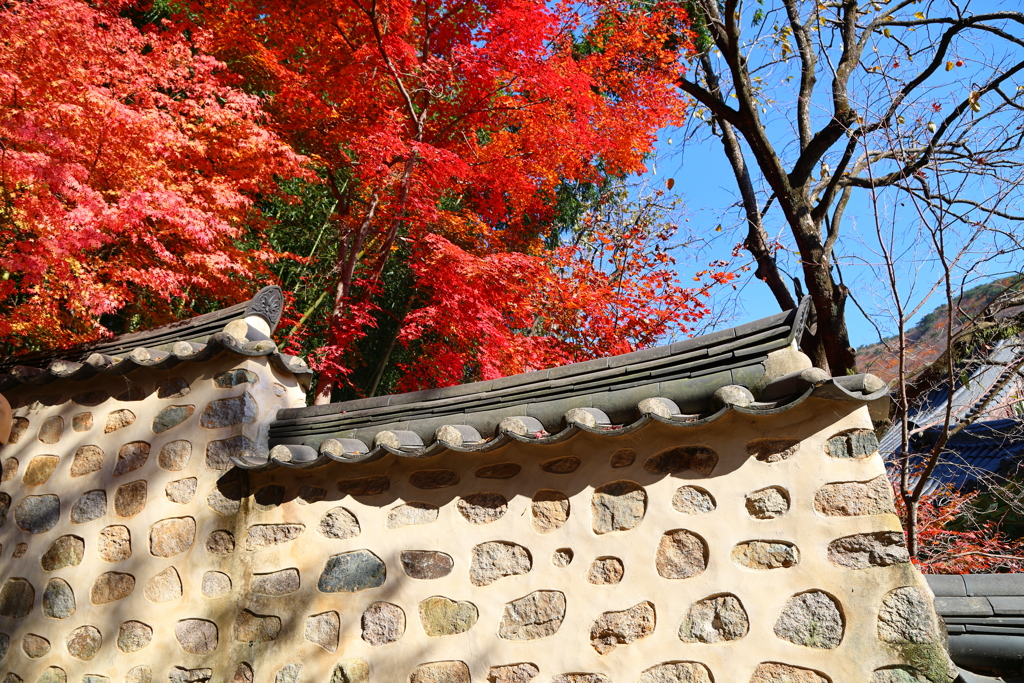 Korea紀行(梵魚寺の紅葉-7)