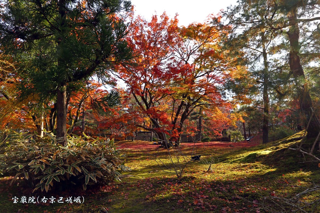秋の散歩道(宝厳院1)