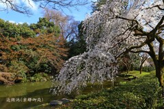 春よ来い(京都御苑)