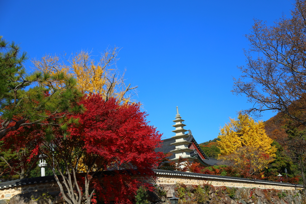 Korea紀行(釜山梵魚寺の紅葉)